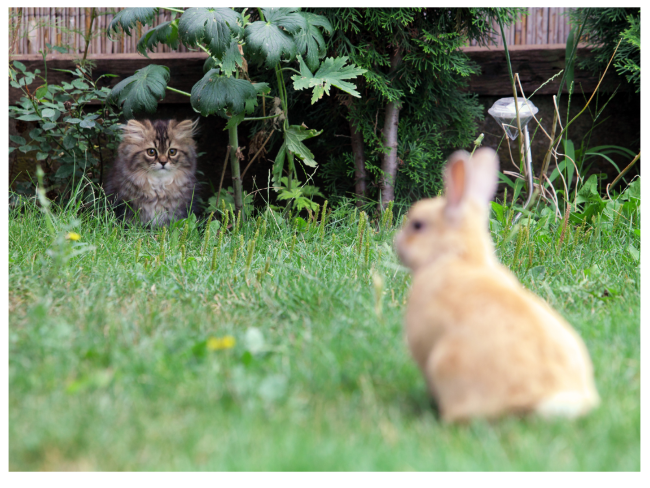 Do Cats and rabbits like each other