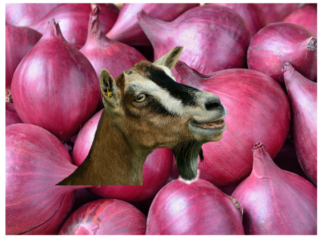 Do Goats Eat Onions