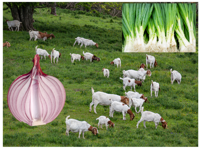 Do Goats Like Onions