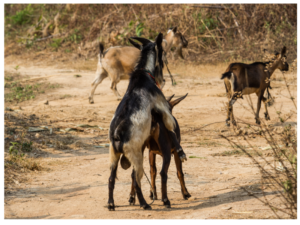 Goat Breeding Breeding Goats