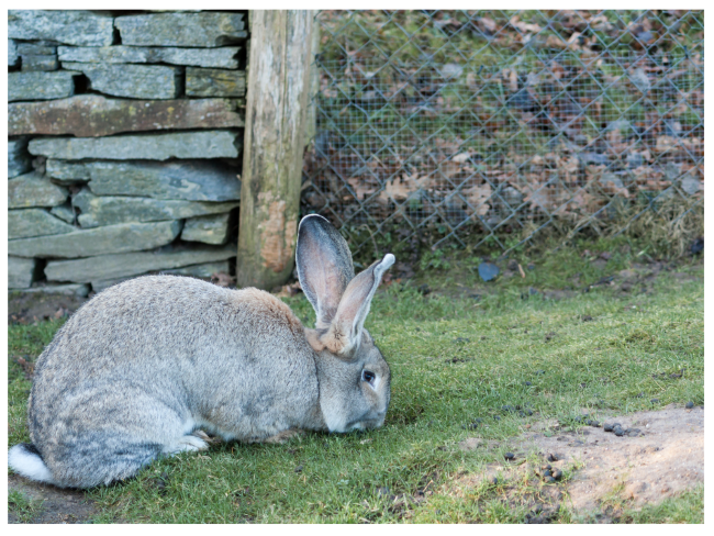 hypoallergenic rabbit - short hair, small, sheds a little