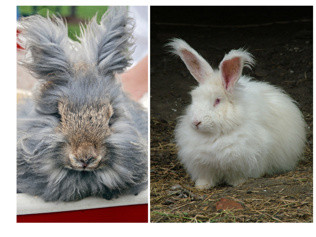 Long Hair Rabbit is less hypoallergenic
