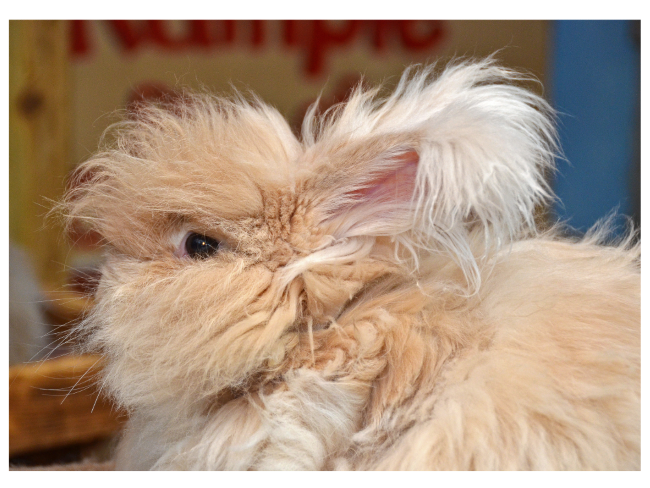long hair bunny more allergic more dander