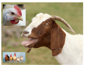 Can Goats Have Chicken Feed scratch food