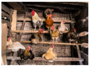 Vivid Can Goats Eat Chicken Feed Picture Photography Vivid Can Goats Eat Chicken Feed Picture Photography