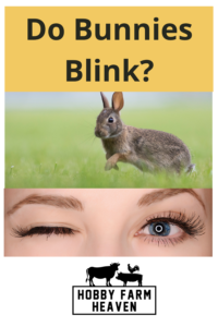 Do Bunnies Blink? · Hobby Farm Heaven