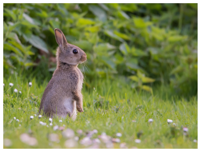 What do wild bunnies like to eat