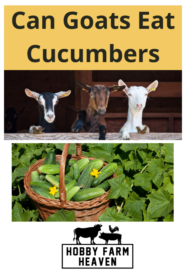 Can Goats Eat cucumbers