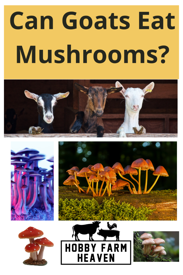 Can goats have mushrooms