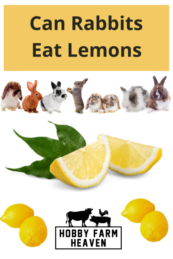 Can rabbits eat lemons