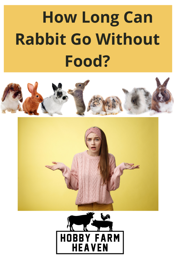 how long can a rabbit go without food