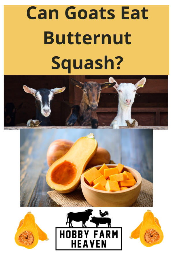 Can goats eat butternut squash