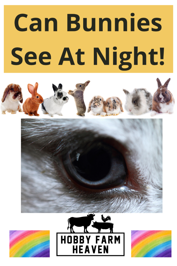 Can Bunnies See At Night Can Rabbits See At Night