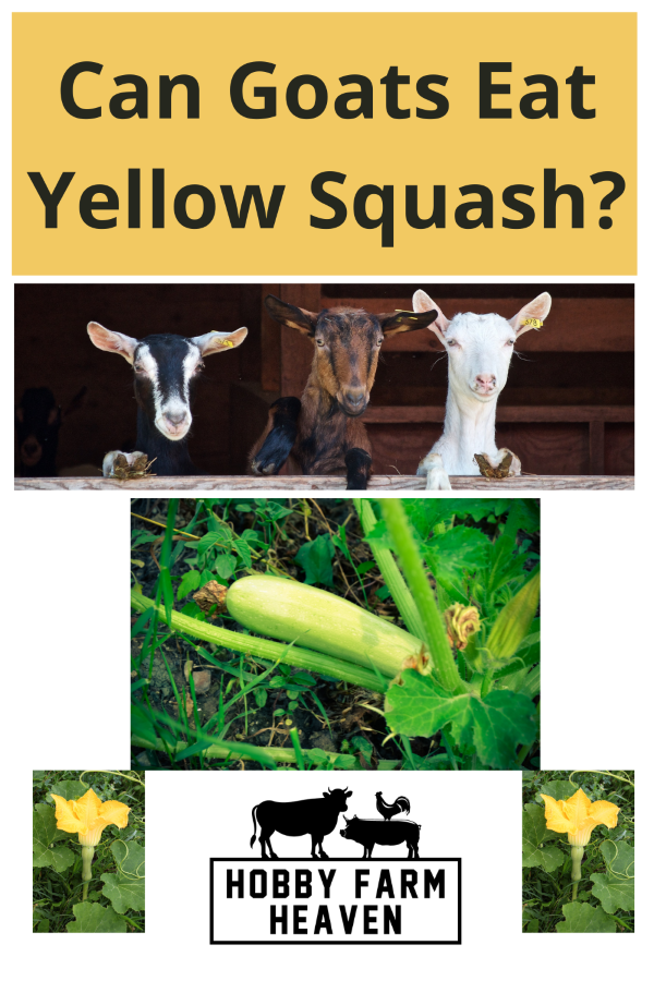 Can Goats Eat Yellow Squash