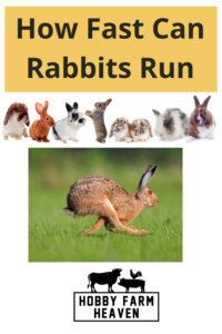 How Fast Can A Rabbit Run? · Hobby Farm Heaven
