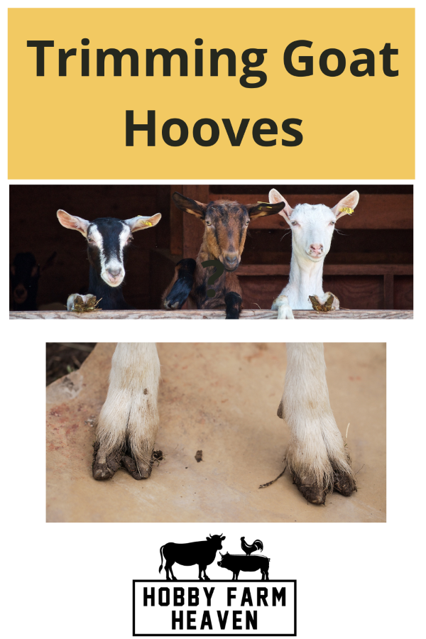 Trimming goat hooves